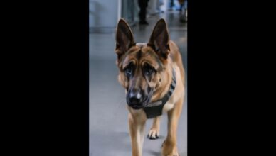 PARTE 2: El mundo entero se detuvo cuando este perro K-9 reconoció a su verdadero dueño.