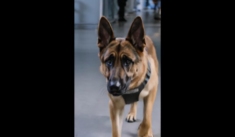 PARTE 2: El mundo entero se detuvo cuando este perro K-9 reconoció a su verdadero dueño.